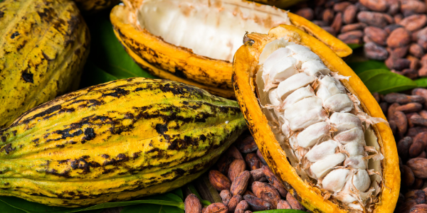 cacao fruit 600 x 300